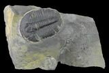 Elrathia Trilobite Fossil - Utah #139629-1